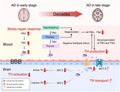 Thyroid dysfunction and Alzheimer's disease, a vicious circle